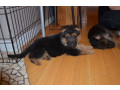 chiots-bergers-allemands-disponibles-small-1