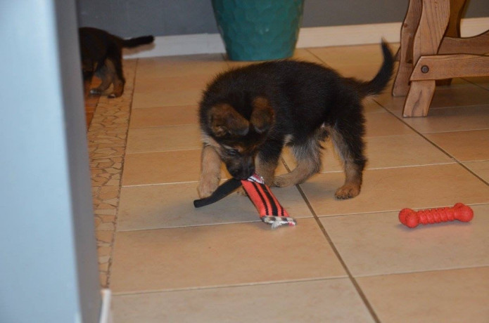 chiots-bergers-allemands-disponibles-big-0