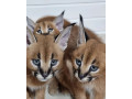 caracal-kitten-available-small-2