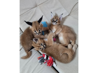 Caracal kitten available