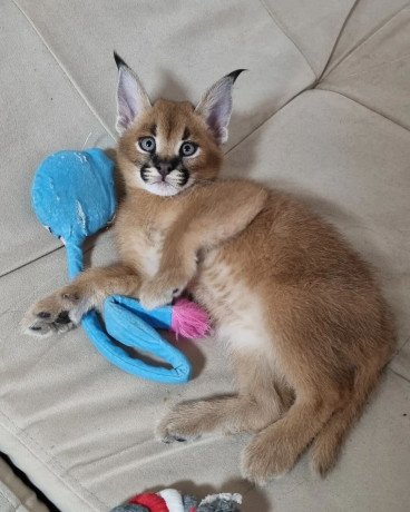 caracal-kitten-available-big-4