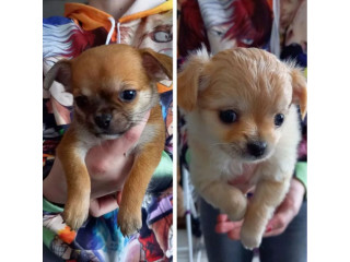 1 femelle crème et 1 mâle fauve de type chihuahua de 3 mois