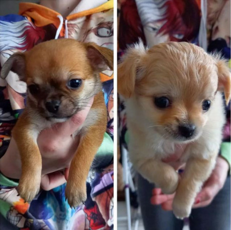 1-femelle-creme-et-1-male-fauve-de-type-chihuahua-de-3-mois-big-0