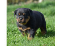 chiot-type-rottweiler-femelle-small-0