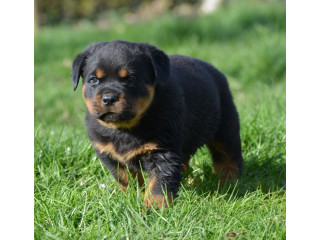 Chiot type Rottweiler Femelle