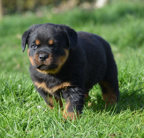 chiot-type-rottweiler-femelle-big-0