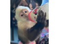 capuchin-monkeys-for-adoption-small-2