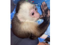 capuchin-monkeys-for-adoption-small-0