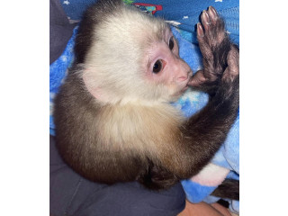 Capuchin monkeys for adoption