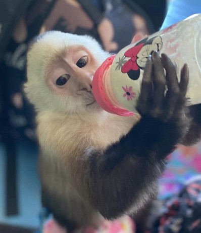 capuchin-monkeys-for-adoption-big-2