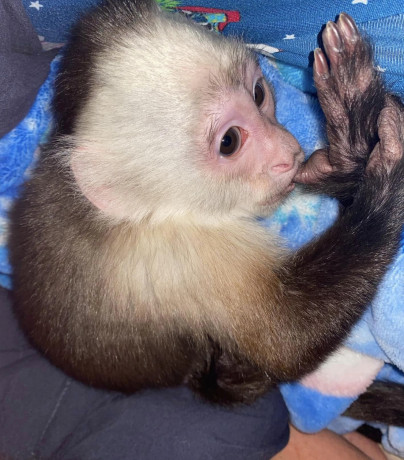 capuchin-monkeys-for-adoption-big-0