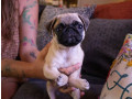 chiots-pug-carlin-a-vendre-small-0