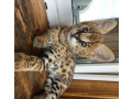 disponible-chatons-serval-et-savannahs-et-caracals-small-0