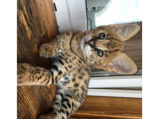 Disponible chatons serval et Savannahs et Caracals