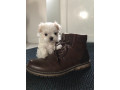 chiot-bichon-maltais-small-0