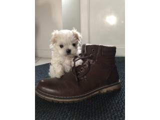 Chiot Bichon Maltais