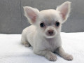 mini-chihuahua-puppies-small-0