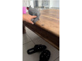 perroquet-gris-du-gabon-small-0