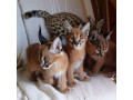 caracal-and-serval-kittens-small-4