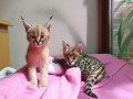 caracal-and-serval-kittens-small-2