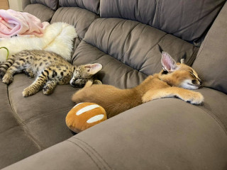 Caracal and serval kittens