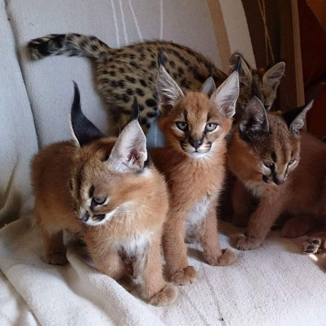 caracal-and-serval-kittens-big-4