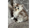 magnifique-chatons-maine-coon-small-1