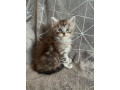 magnifique-chatons-maine-coon-small-2