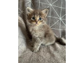 magnifique-chatons-maine-coon-small-0