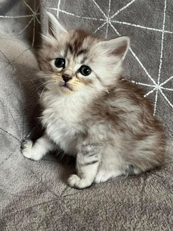 magnifique-chatons-maine-coon-big-1