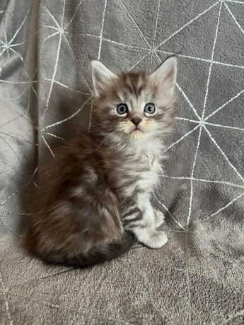 magnifique-chatons-maine-coon-big-2