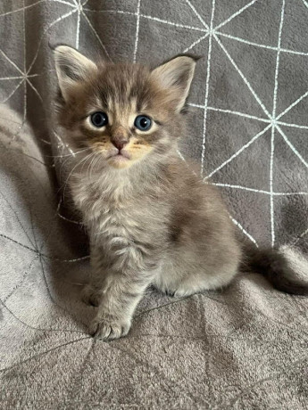 magnifique-chatons-maine-coon-big-0