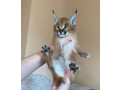 des-caracal-serval-et-f1-savannah-disponible-small-4