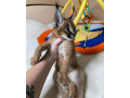 des-caracal-serval-et-f1-savannah-disponible-small-2