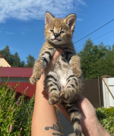 des-caracal-serval-et-f1-savannah-disponible-big-0