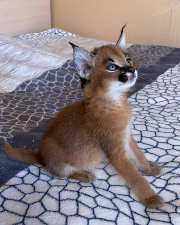 des-caracal-serval-et-f1-savannah-disponible-big-3