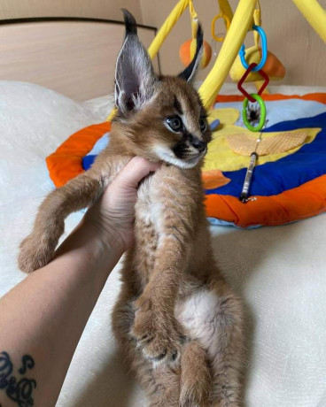 des-caracal-serval-et-f1-savannah-disponible-big-2