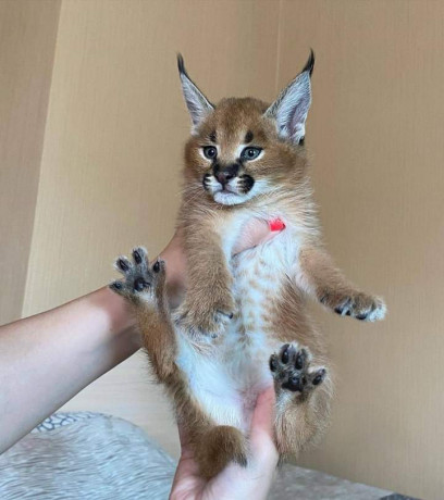 caracal-serval-et-f1-savannah-disponible-big-4