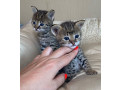 chatons-caracal-savannah-f1-et-des-serval-disponibles-a-vendre-small-0