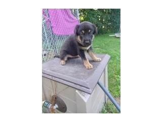 Berger allemand et Husky