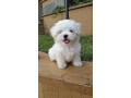 magnifique-chiots-bichon-maltais-small-0