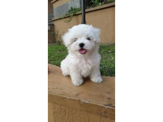 Magnifique chiots Bichon Maltais