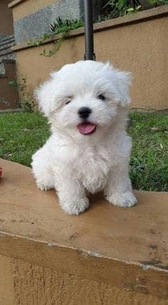 magnifique-chiots-bichon-maltais-big-0