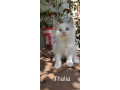 adorables-chatons-ragdoll-small-1