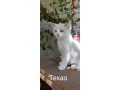 adorables-chatons-ragdoll-small-2