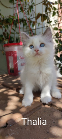 adorables-chatons-ragdoll-big-1