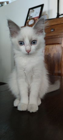 adorables-chatons-ragdoll-big-0