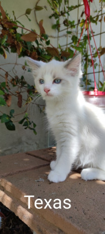 adorables-chatons-ragdoll-big-2