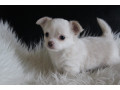 chiot-chihuahua-femelle-small-0