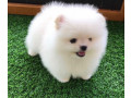 magnifique-spitz-nain-pomeranian-a-reserver-small-1